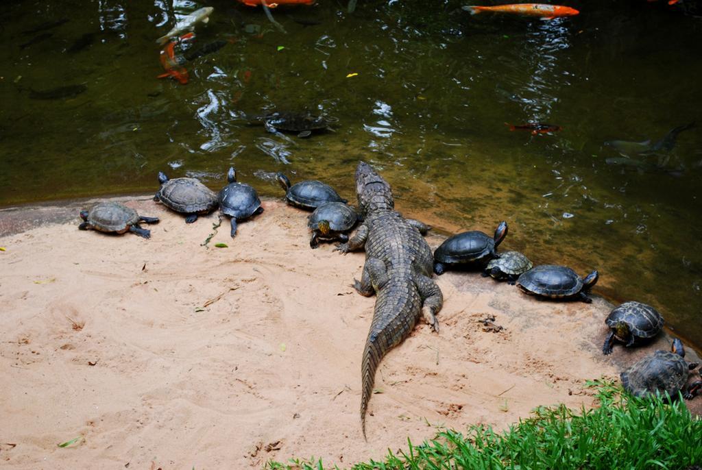 Posada Del Chaman Iguazu Puerto Iguazu Ngoại thất bức ảnh