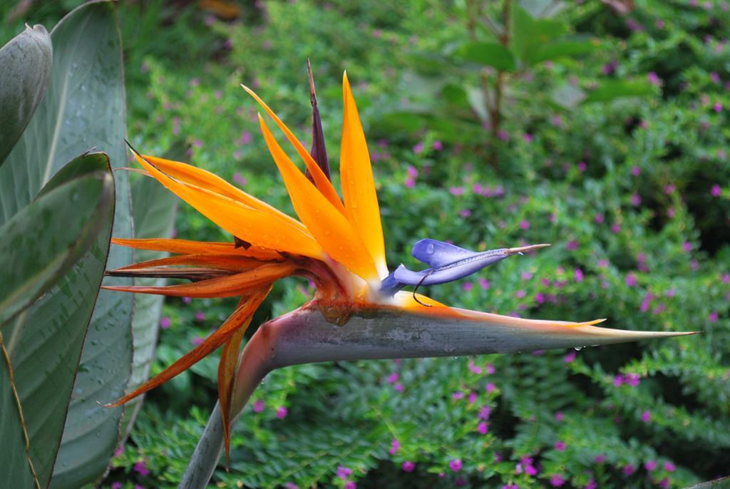 Posada Del Chaman Iguazu Puerto Iguazu Ngoại thất bức ảnh