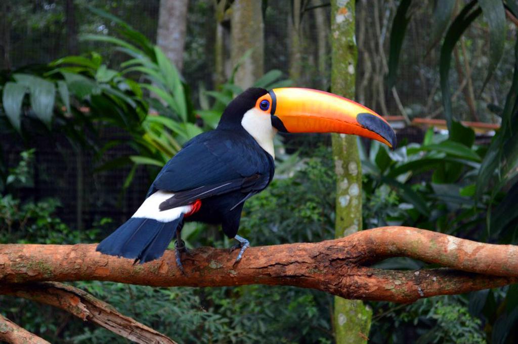 Posada Del Chaman Iguazu Puerto Iguazu Ngoại thất bức ảnh